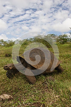 Galapagos turtle
