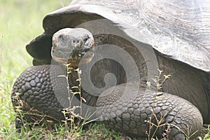 Galapagos turtle
