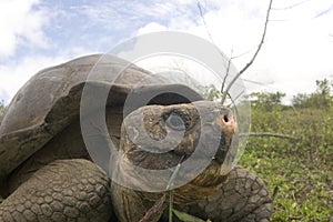 Galapagos turtle