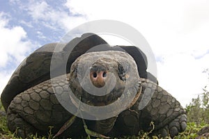 Galapagos turtle
