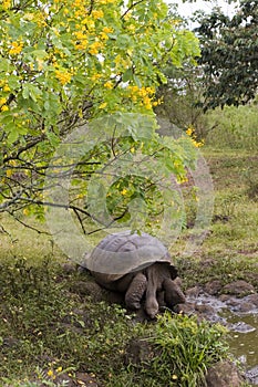 Galapagos turtle