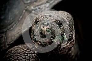 Galapagos turtle in floreana island