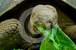 Galapagos turtle in floreana island