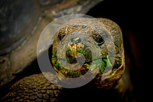 Galapagos turtle in floreana island
