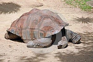 Galapagos Turtle