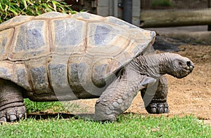 Galapagos turtle at Melbourne zoo