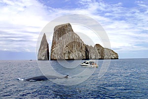 Galapagos Whale Watching