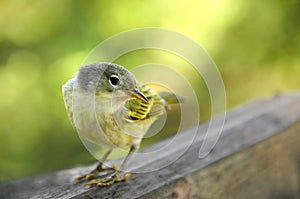 Galapagos Yellow Warbler