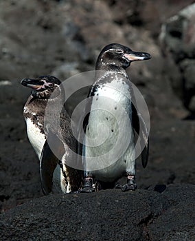 Galapagospinguin, Galapagos Penguin, Spheniscus mendiculus photo