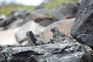 Galapaogs Iguanas