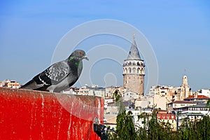 Galata and the pigeon