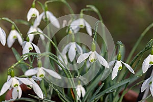 Galatea snowdrops