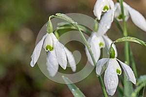 Galatea snowdrops