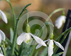 Galatea snowdrops