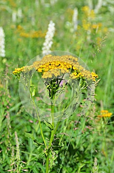 Galatella biflora Asteraceae family photo