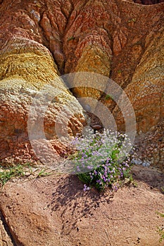 Galatella sedifolia in the canyon Fairy Tale, Kyrgyzstan