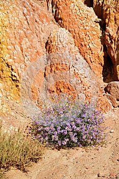 Galatella sedifolia in the canyon Fairy Tale, Kyrgyzstan