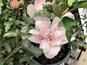 Galathea pink chiffon flowers in pots