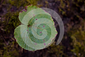 Galax Leaf