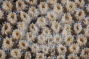 Hard Coral Galaxea Sp