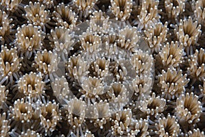 Hard Coral Galaxea Sp