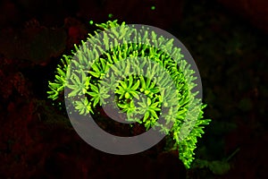 Galaxy Coral fluorescing on fluo night dive in Raja Ampat, West Paupa, Indonesia
