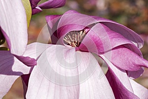 Galaxy hybrid magnolia flower