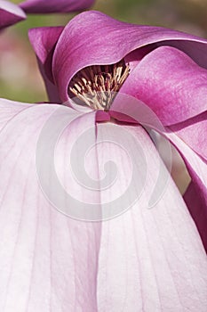 Galaxy hybrid magnolia flower