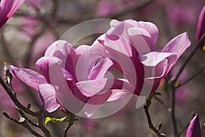 Galaxy hybrid magnolia flowers