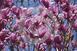 Galaxy hybrid magnolia flowers