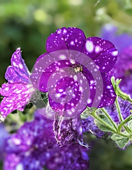 Galaxy Petunia on a green and violet background