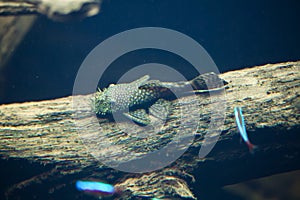 Galaxy pleco (Leporacanthicus galaxias)