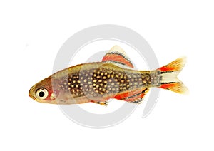 Galaxy Rasbora Danio margaritatus, pearl danio aquarium fish