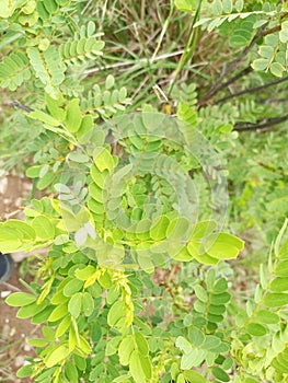 Gale of the wind plant phyllanthus niruri