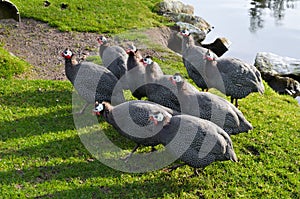 Perla gallinas pato pájaro plumas rebano césped estanque 