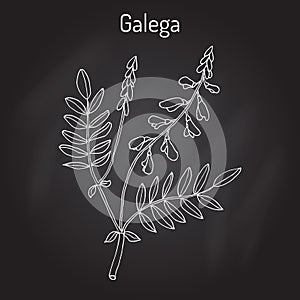 Galega Galega officinalis , goat s-rue, French lilac, Italian fitch, or professor-weed, medicinal plant.