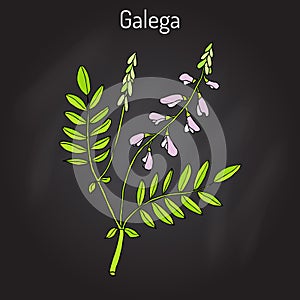 Galega Galega officinalis , goat s-rue, French lilac, Italian fitch, or professor-weed, medicinal plant.