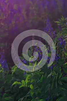 Galega officinalis Italian fitch or professor-weed in blossom. Beautiful violet flowers in a summer meadow