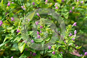 Galeopsis tetrahit, common hemp-nettle flowers closeup selective focus