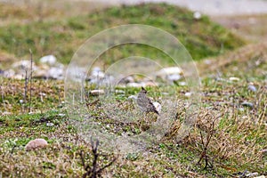 (Galerida cristata) on the ground