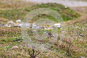 (Galerida cristata) on the ground