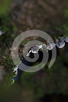 Galerina hypnorum mushroom