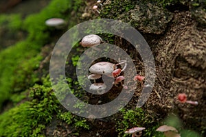 Galerina hypnorum mushroom