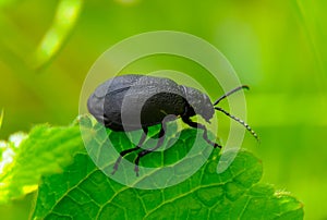 (Galeruca tanaceti), beetle sits on a green leaf
