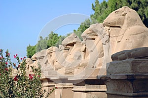 Galery of Sphinx