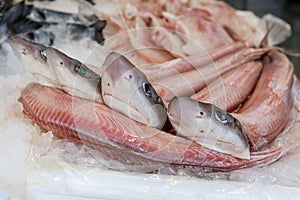 Galeus or Mustelus spp sharks at the greek fish market.