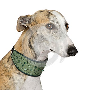 Galgo Espanol (4 years) photo