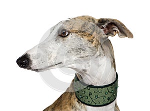 Galgo Espanol (4 years) photo