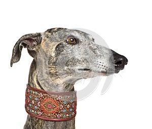 Galgo Espanol (4 years)