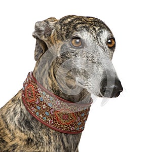 Galgo Espanol (4 years) photo